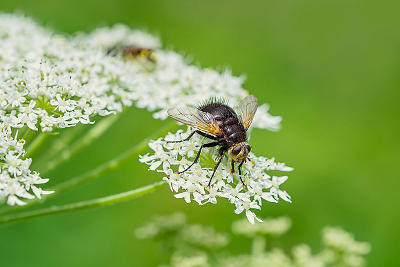 Oostenrijk, augustus 2019, Bart Fotografie-178