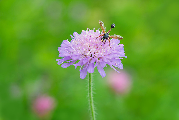 Oostenrijk, augustus 2019, Bart Fotografie-180