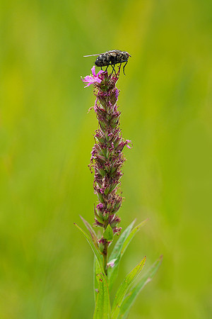 Oostenrijk, augustus 2019, Bart Fotografie-184