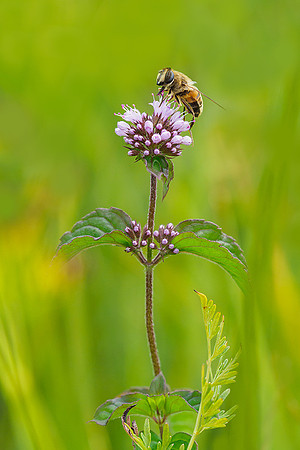 Oostenrijk, augustus 2019, Bart Fotografie-185