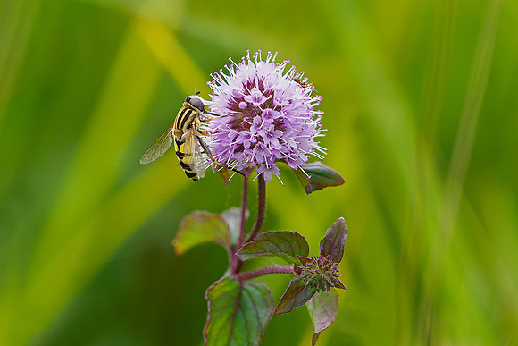 Oostenrijk, augustus 2019, Bart Fotografie-187