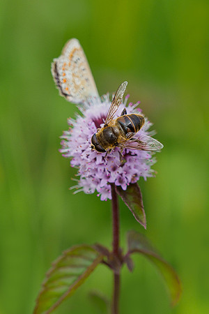 Oostenrijk, augustus 2019, Bart Fotografie-188
