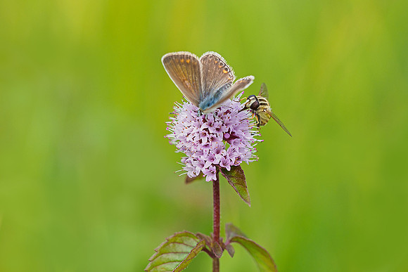 Oostenrijk, augustus 2019, Bart Fotografie-189