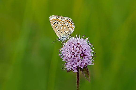 Oostenrijk, augustus 2019, Bart Fotografie-190