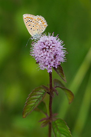 Oostenrijk, augustus 2019, Bart Fotografie-191