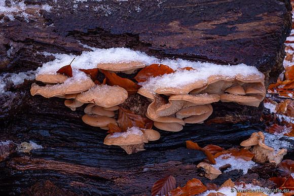 Paddenstoelen 2024-133