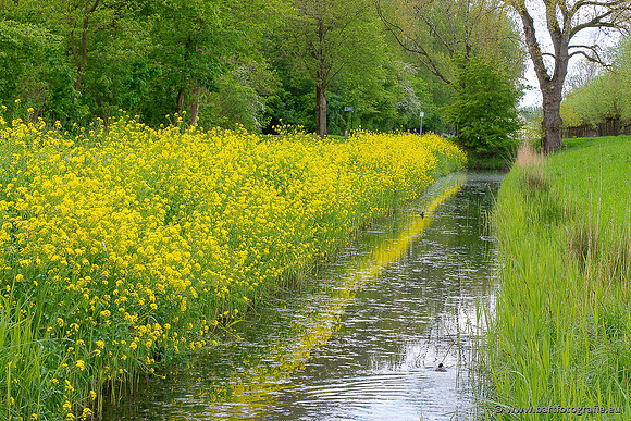 Akker en Weide Bart Fotografie-154