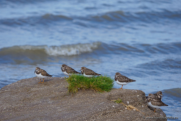 Friesland september 2020 Bart Fotografie-035