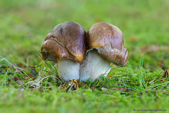 Paddenstoelen 2019, Bart Fotografie-003