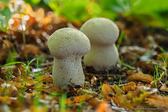 Paddenstoelen 2019, Bart Fotografie-004