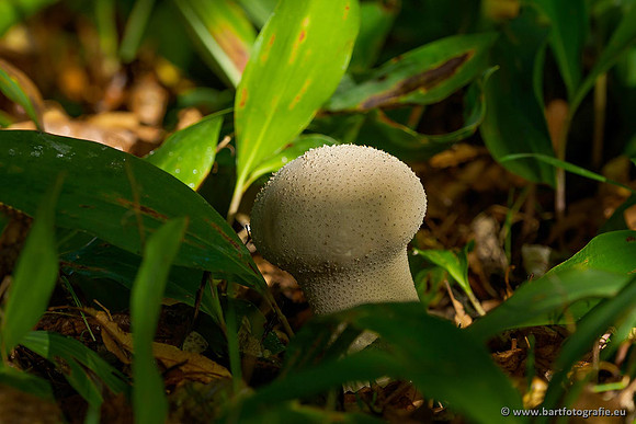Paddenstoelen 2019, Bart Fotografie-006