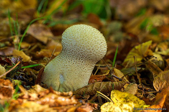 Paddenstoelen 2019, Bart Fotografie-007