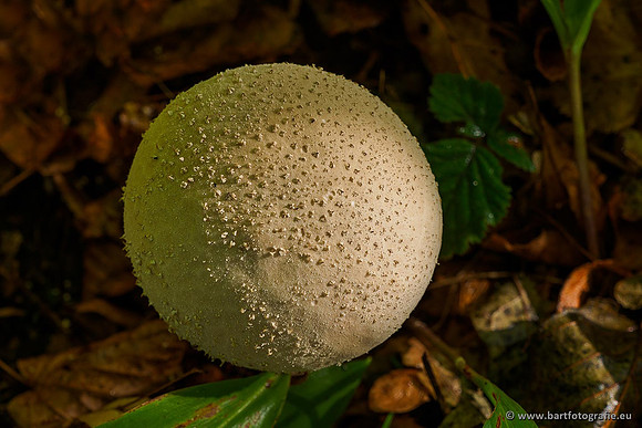 Paddenstoelen 2019, Bart Fotografie-008
