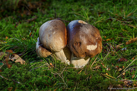 Paddenstoelen 2019, Bart Fotografie-009