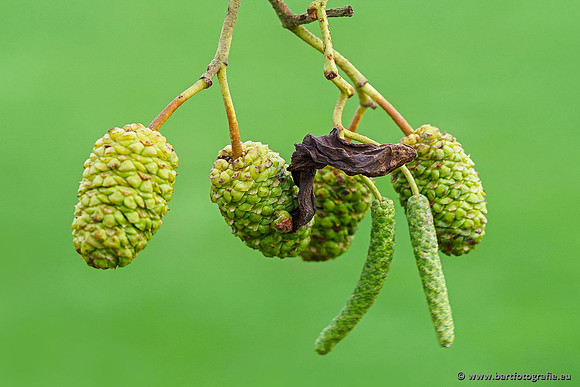 Paddenstoelen 2019, Bart Fotografie-010