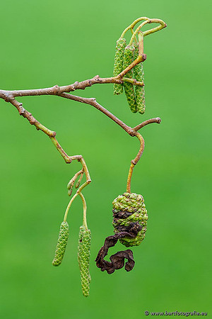 Paddenstoelen 2019, Bart Fotografie-012