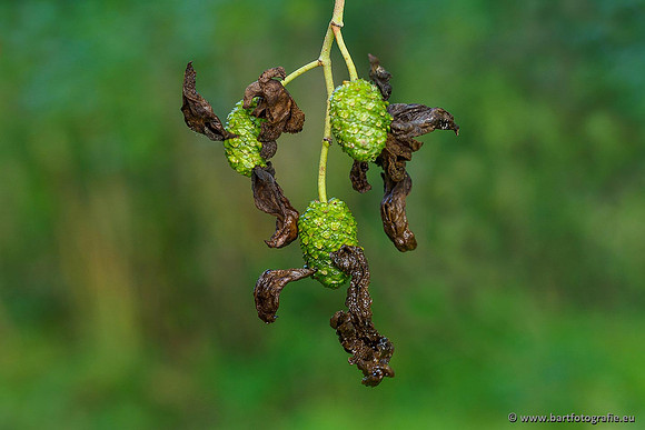 Paddenstoelen 2019, Bart Fotografie-013