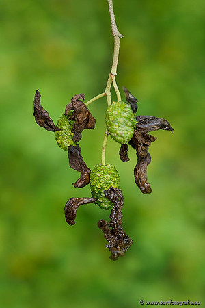 Paddenstoelen 2019, Bart Fotografie-014