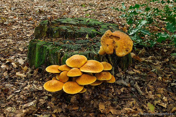 Paddenstoelen 2019, Bart Fotografie-015