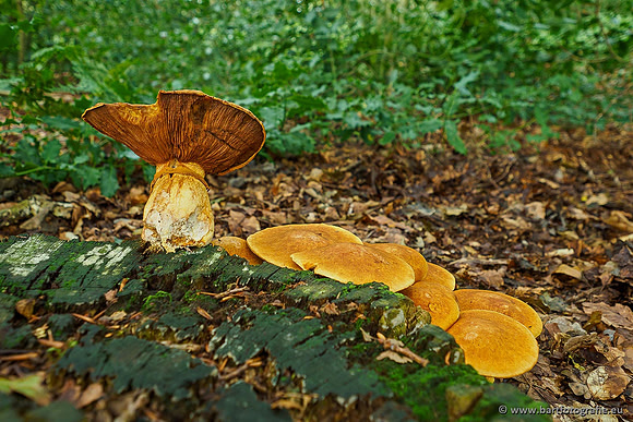 Paddenstoelen 2019, Bart Fotografie-018