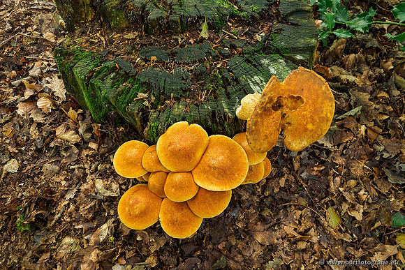Paddenstoelen 2019, Bart Fotografie-017