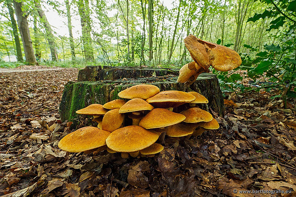 Paddenstoelen 2019, Bart Fotografie-016