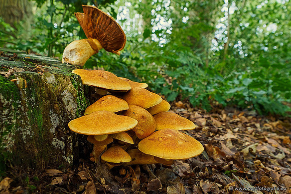 Paddenstoelen 2019, Bart Fotografie-019