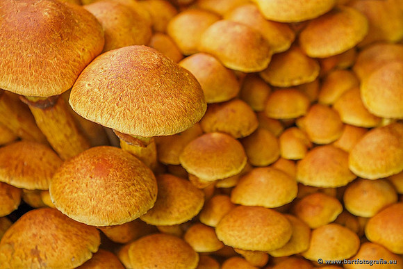 Paddenstoelen 2019, Bart Fotografie-021