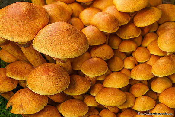 Paddenstoelen 2019, Bart Fotografie-020