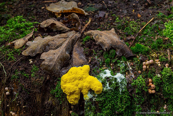 Paddenstoelen 2019, Bart Fotografie-023