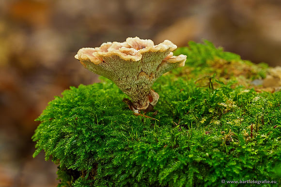 Paddenstoelen 2019, Bart Fotografie-025