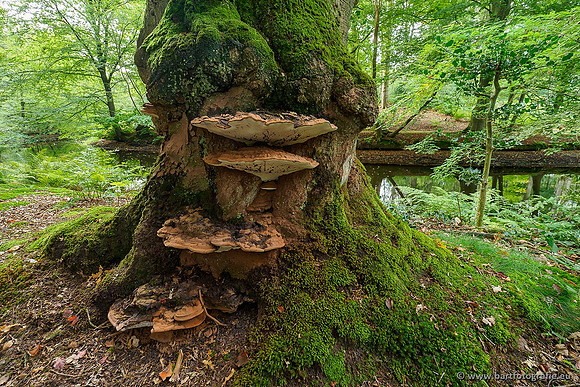 Paddenstoelen 2019, Bart Fotografie-022