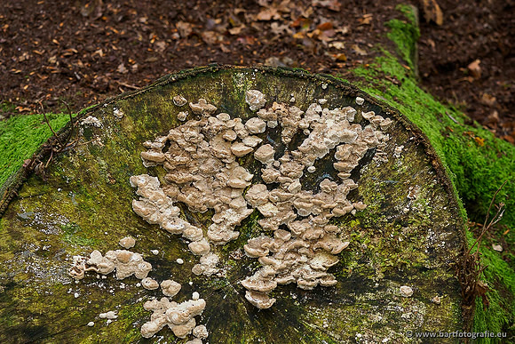 Paddenstoelen 2019, Bart Fotografie-024