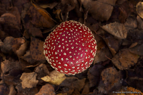 Paddenstoelen 2019, Bart Fotografie-030