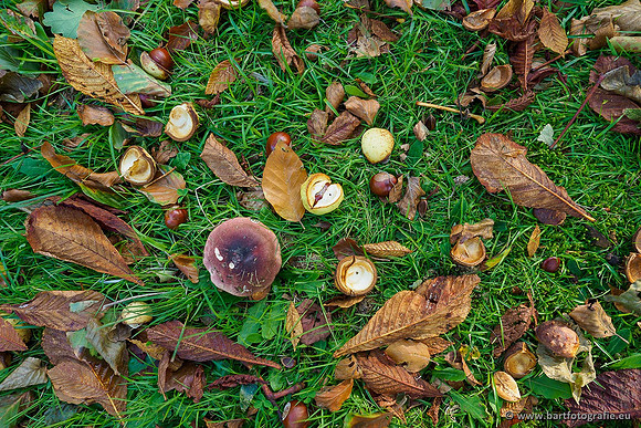 Paddenstoelen 2019, Bart Fotografie-026