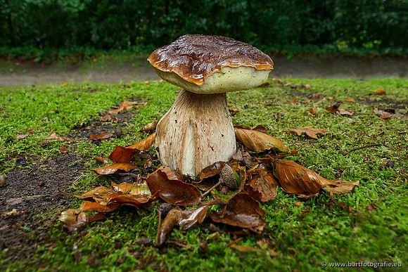 Paddenstoelen 2019, Bart Fotografie-028