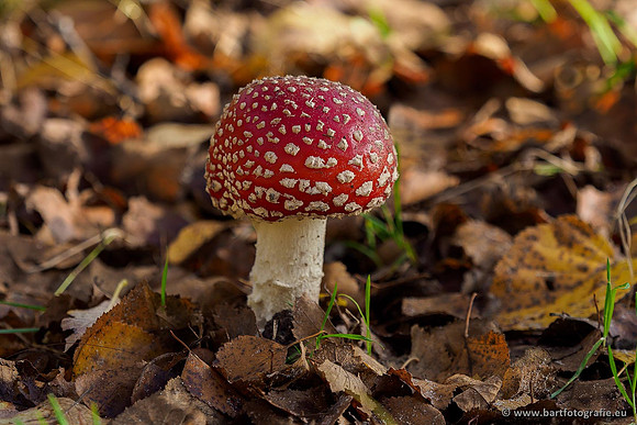 Paddenstoelen 2019, Bart Fotografie-029