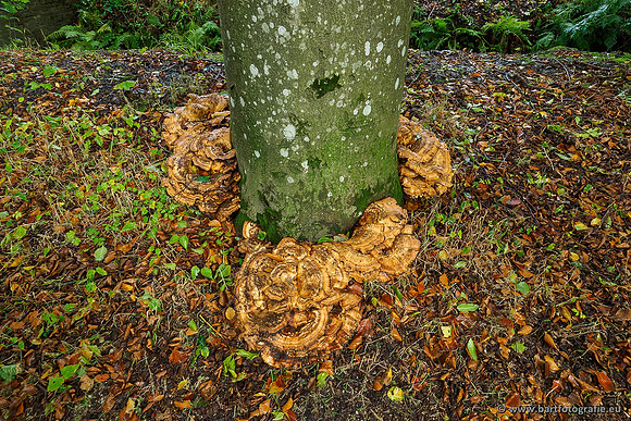 Paddenstoelen 2019, Bart Fotografie-027