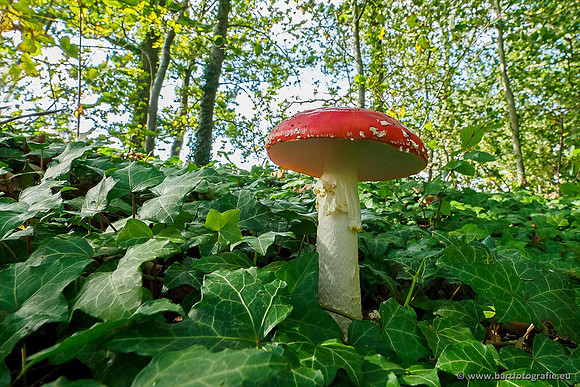 Paddenstoelen 2019, Bart Fotografie-031
