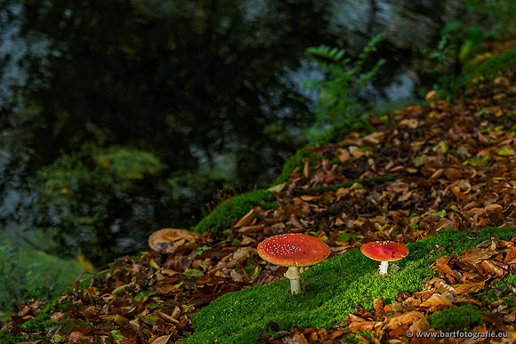 Paddenstoelen 2019, Bart Fotografie-034