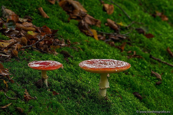 Paddenstoelen 2019, Bart Fotografie-035