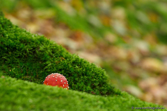 Paddenstoelen 2019, Bart Fotografie-038
