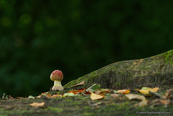 Paddenstoelen 2019, Bart Fotografie-039