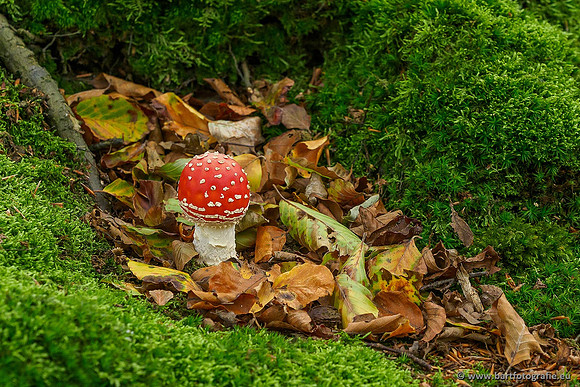 Paddenstoelen 2019, Bart Fotografie-036