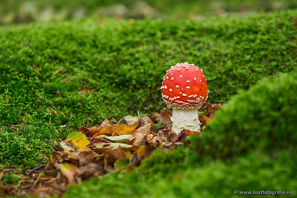 Paddenstoelen 2019, Bart Fotografie-037