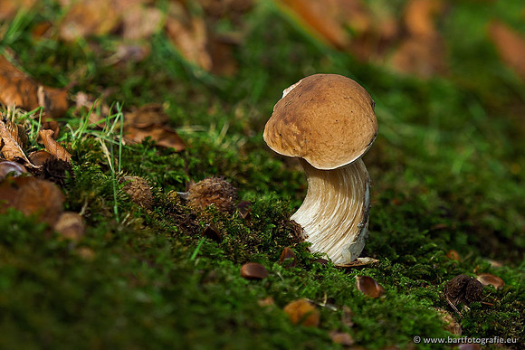 Paddenstoelen 2019, Bart Fotografie-040
