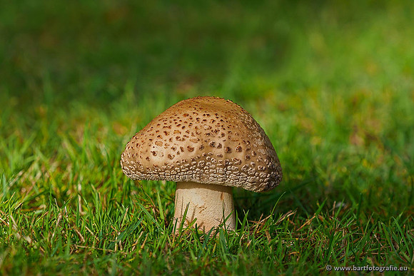 Paddenstoelen 2019, Bart Fotografie-042