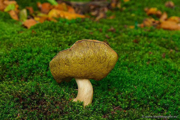 Paddenstoelen 2019, Bart Fotografie-041