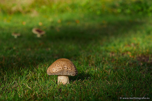 Paddenstoelen 2019, Bart Fotografie-043