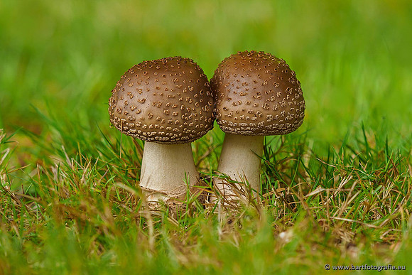 Paddenstoelen 2019, Bart Fotografie-044